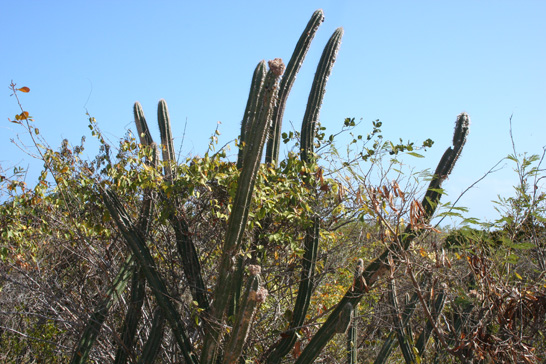 Guanica 2