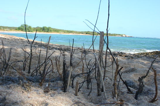 guanica 1